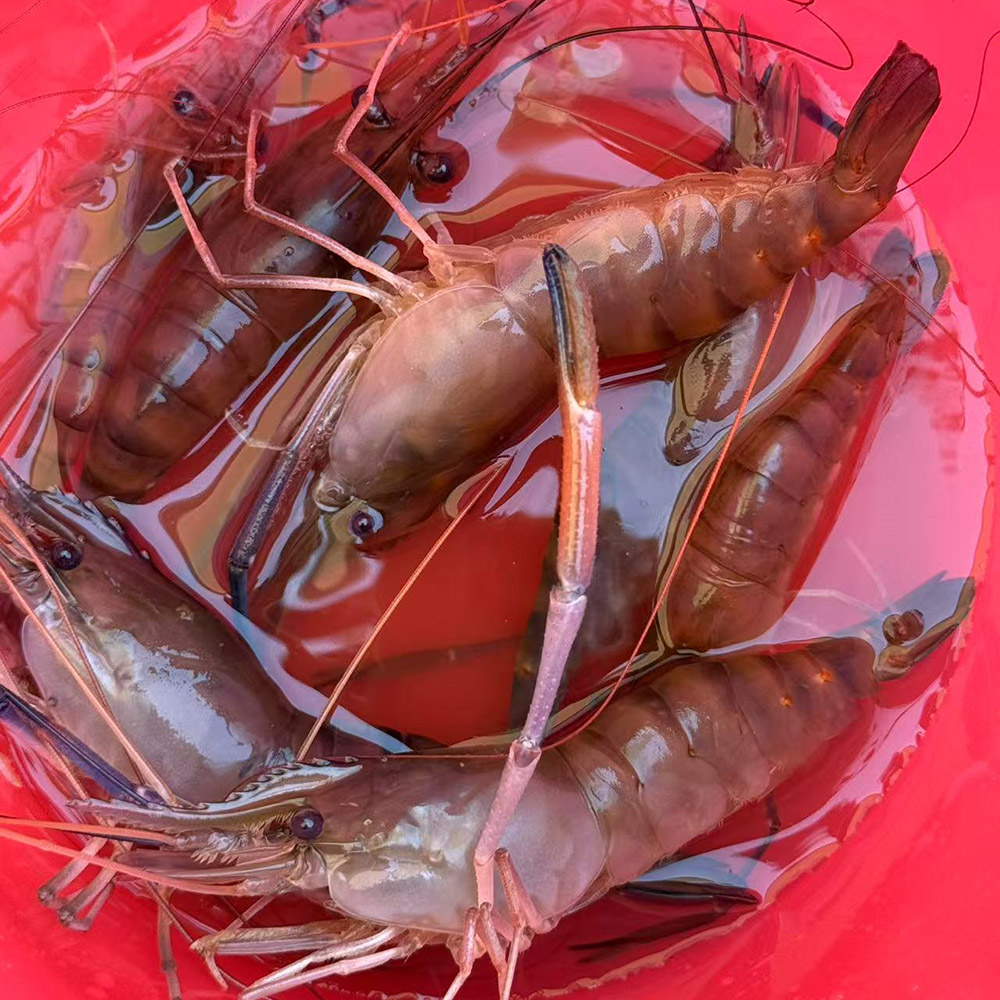 金阳王青少年虾蟹鱼趣探索营