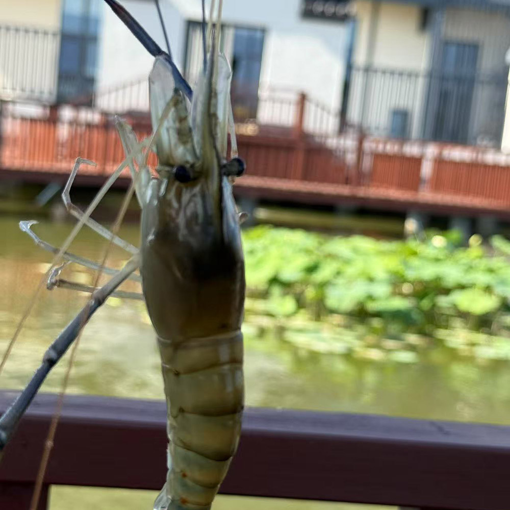 金阳王青少年虾蟹鱼趣探索营