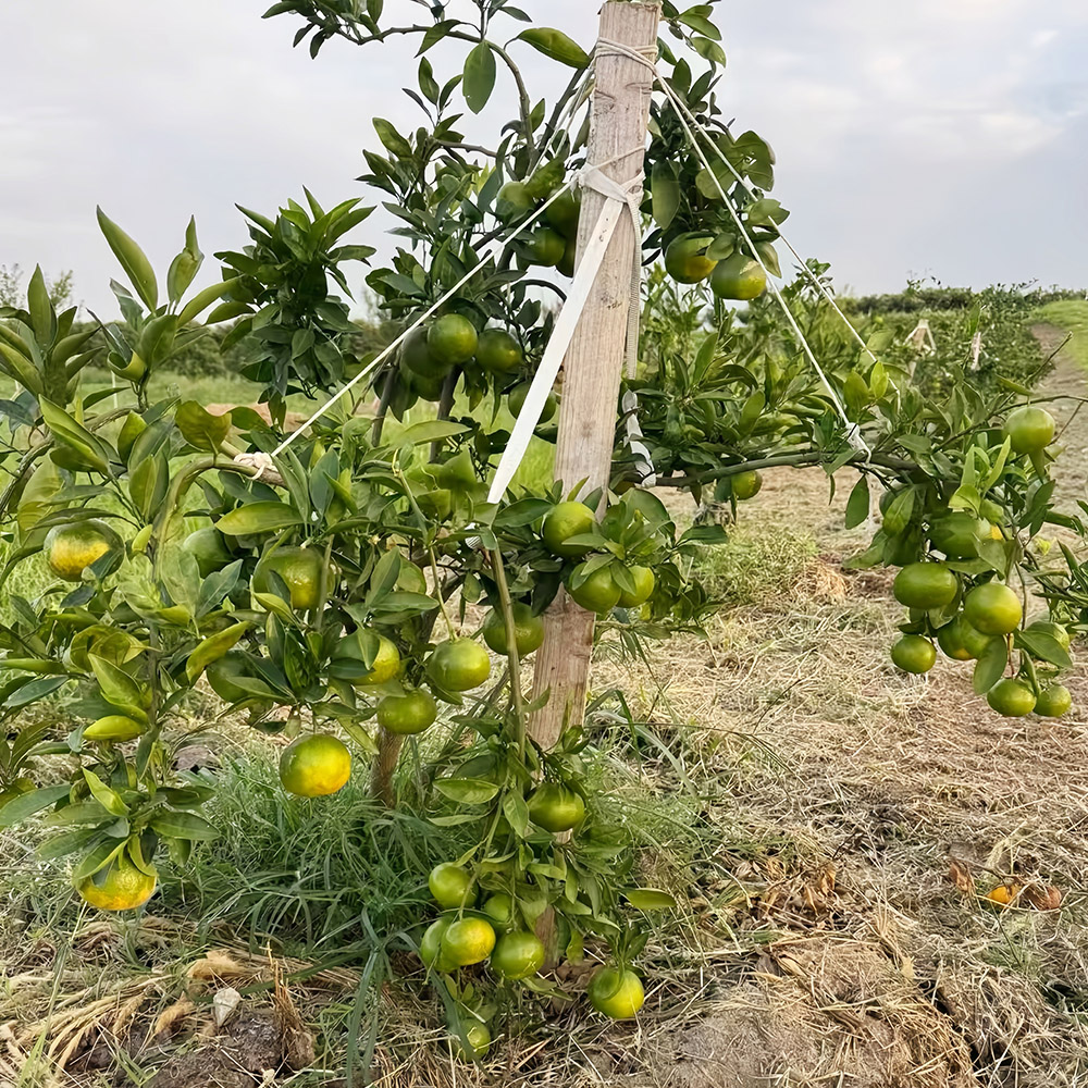 金阳王金牛山果园采摘