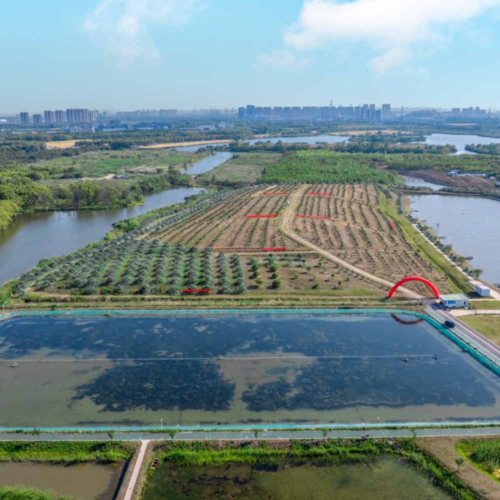 金阳王金牛山果园采摘