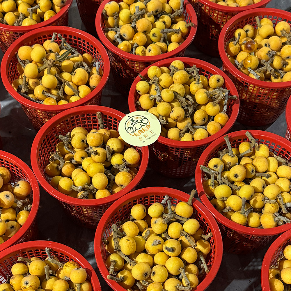 金阳王金牛山果园采摘