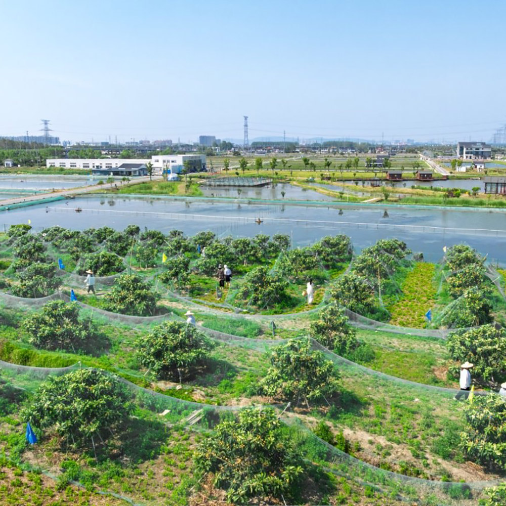 金阳王金牛山果园采摘