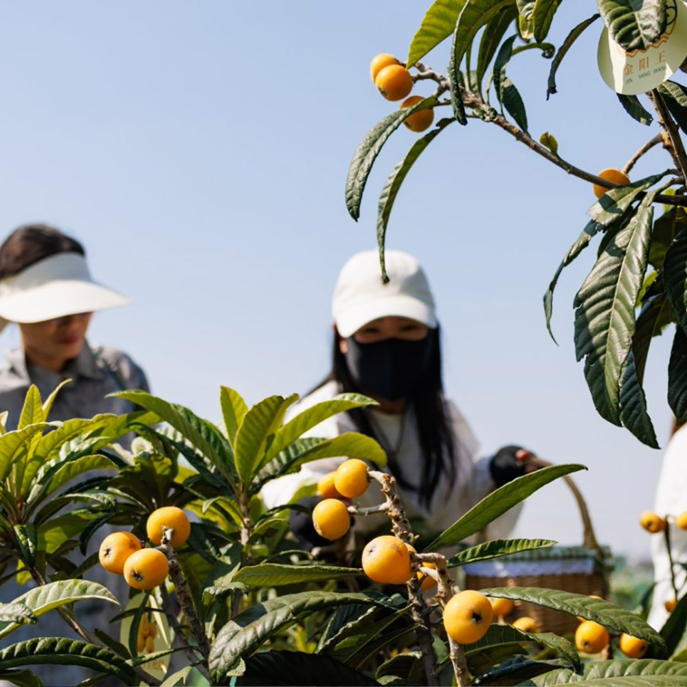 金阳王金牛山果园采摘