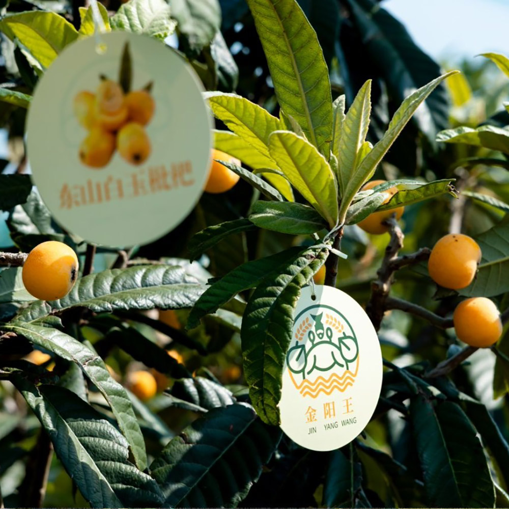 金阳王金牛山果园采摘