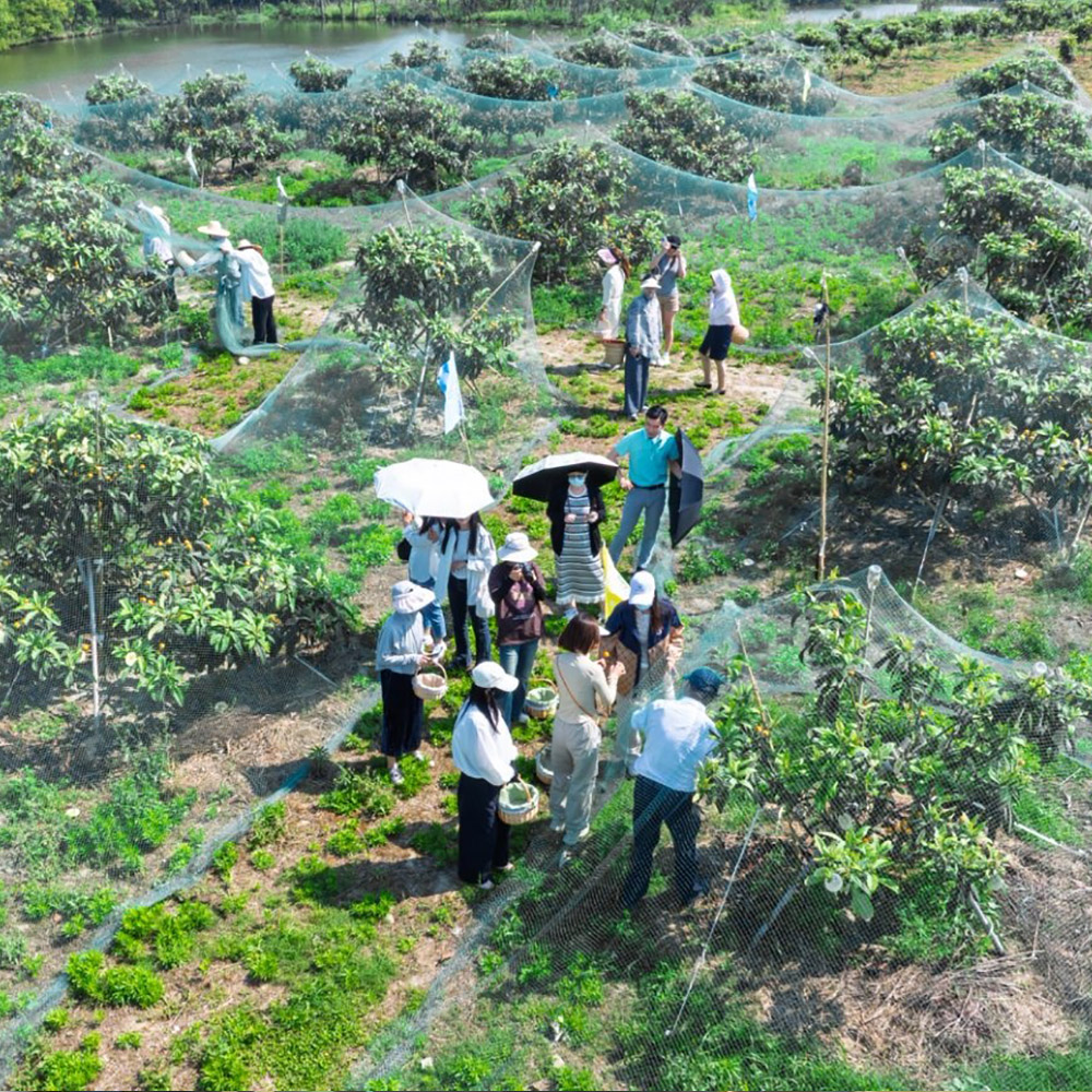 金阳王金牛山果园采摘